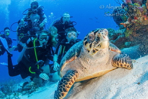 Turtle and Divers, Cozumel Mexico by Alejandro Topete 
